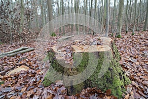Mossy_stump