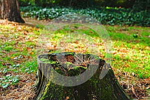 Mossy stump