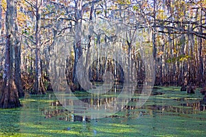 Mossy swamplands with mangrove trees in Louisiana, USA.