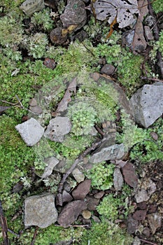 Mossy trail, Shenandoah Mountains, Virginia