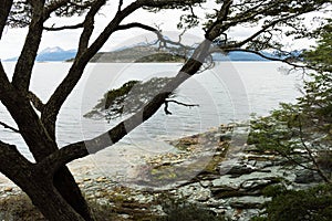 Mossy Tree with the Beagle Channel and Andes Mountains