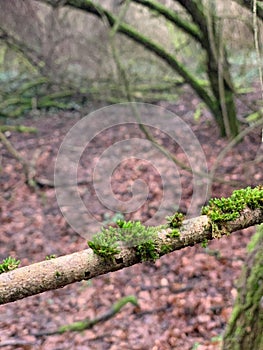 Mossy tree blanch photo
