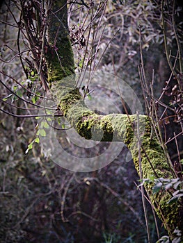 Mossy tree branch extending into woodland
