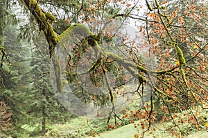 Mossy Tree Branches in Fall