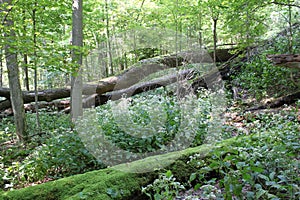 Mossy Tree in Cuyahoga Valley National Park