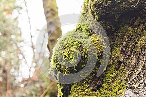 Mossy Tree in Foggy Forest Park