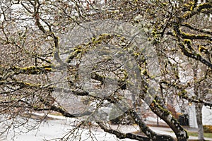 Mossy Tree in Foggy Forest Park