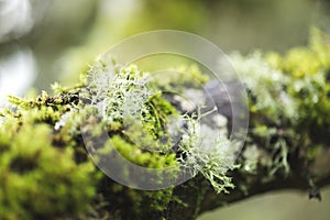 Mossy Tree in Foggy Forest Park photo