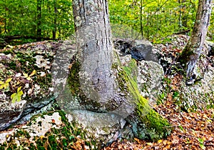 Mossy tree roots break through rocks