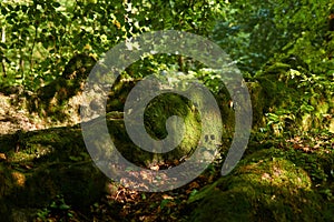 Mossy tree roots on a trail in a subtropical forest