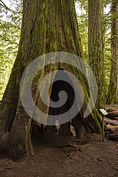 Mossy tree stump in old growth rain forest in Vancouver Island, Canada