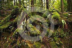 Mossy tree stumps in old growth rain forest in Vancouver Island