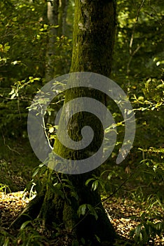 Mossy tree trunk