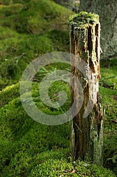 Mossy tree trunk