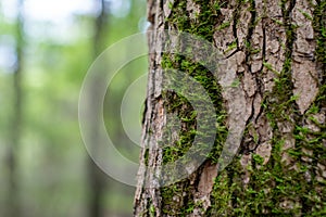 Mossy Tree Trunk Bark with Woodland Background