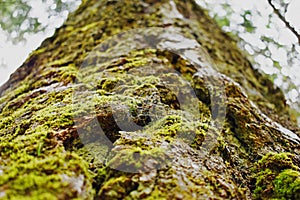 The mossy tree trunk - Canada