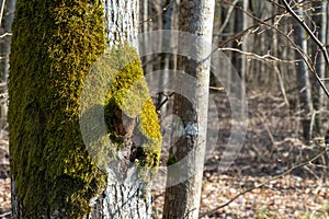 A mossy tree trunk close-up in a diverse forest landscape