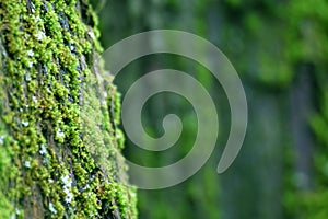 Mossy tree trunk close up