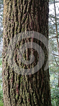 Mossy Tree Trunk Close Up