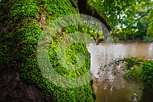 Mossy tree trunk in the forest, river background. Edirne, Turkey