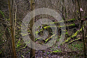 Mossy tree trunks in a dark mystic forest in Germany Am KÃÂ¼hkopf. Wilderness, environment and nature reserve concept