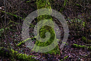 Mossy tree trunks in a dark mystic forest in Germany Am KÃÂ¼hkopf. Wilderness, environment and nature reserve concept