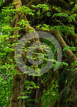 Mossy tree trunks in the forest