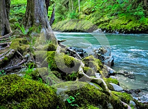 Mossy tree trunks in the forest along a river