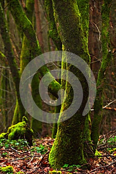 Mossy trees in the forest. Shallow depth of field