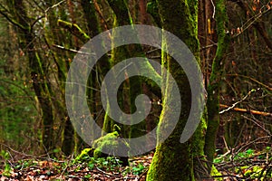 Mossy trees in the forest. Shallow depth of field