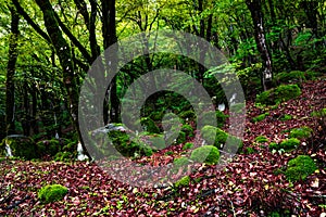 Mossy trees in a green mystical forest