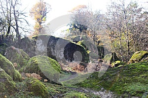 Mossy trees and stones. A view from a mossy forest