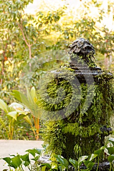 Mossy tropical fountain