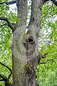 Mossy trunk of mighty ancient oak tree in summer forest. Oak bark covered moss