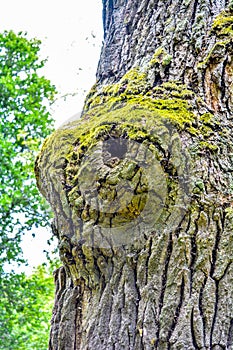 Mossy trunk of mighty ancient oak tree in summer forest. Oak bark covered moss