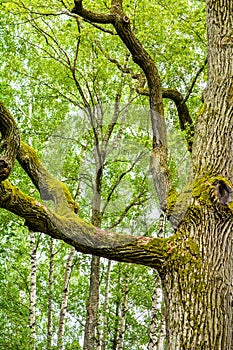 Mossy trunk of mighty ancient oak tree in summer forest. Oak bark covered moss