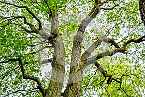 Mossy trunk of mighty ancient oak tree in summer forest. Oak bark covered moss