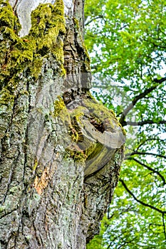 Mossy trunk of mighty ancient oak tree in summer forest. Oak bark covered moss