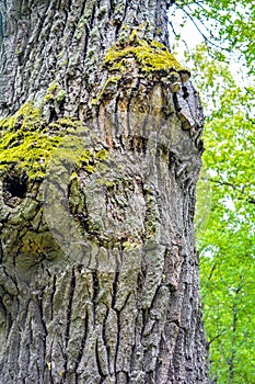 Mossy trunk of mighty ancient oak tree in summer forest. Oak bark covered moss