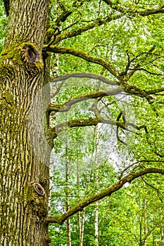 Mossy trunk of mighty ancient oak tree in summer forest. Oak bark covered moss