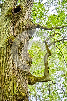 Mossy trunk of mighty ancient oak tree in summer forest. Oak bark covered moss