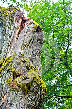 Mossy trunk of mighty ancient oak tree in summer forest. Oak bark covered moss