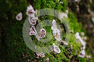 A mossy trunk of a tree full of mushrooms on the bark in an intense midday light macro