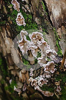 A mossy trunk of a tree full of mushrooms on the bark in an intense midday light macro