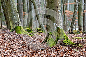 Mossy trunks of a beech tree in the forest. Trees in deciduous forest