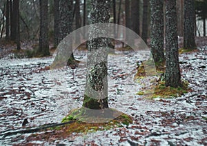 Mossy trunks of pine trees and snow covered forest canopy. Winter forest landscape