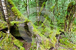 Mossy trunks in a virgin mountain Beech forest, NZ