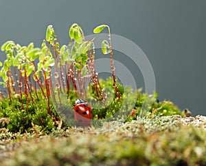 Mossy tussock after rain