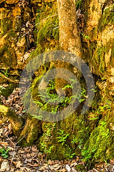 Mossy Valley Trail of Trees, Rocks and Vegetation