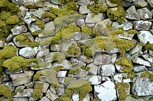 Mossy Wall Background photo